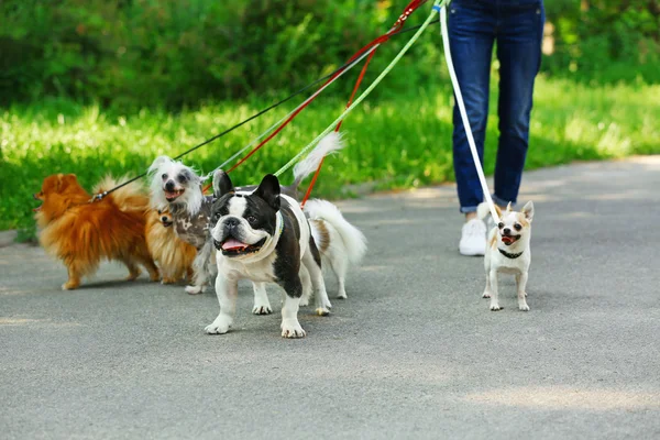 Donna cani da passeggio nel parco — Foto Stock