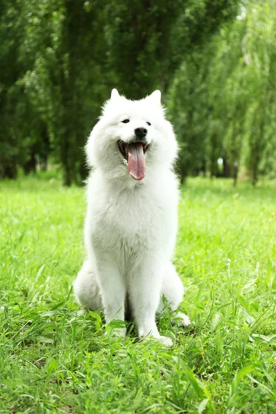 Kabarık samoyed köpek — Stok fotoğraf