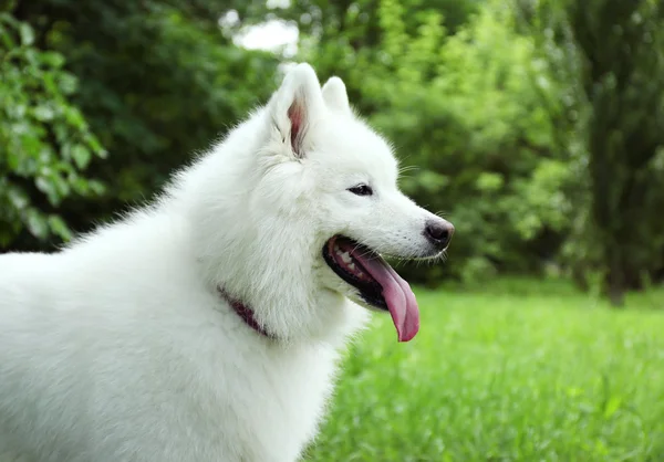 Cão fofo samoyed — Fotografia de Stock