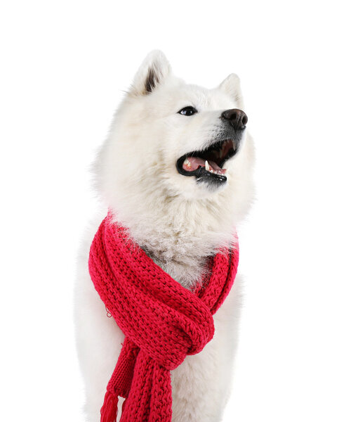 Fluffy samoyed dog