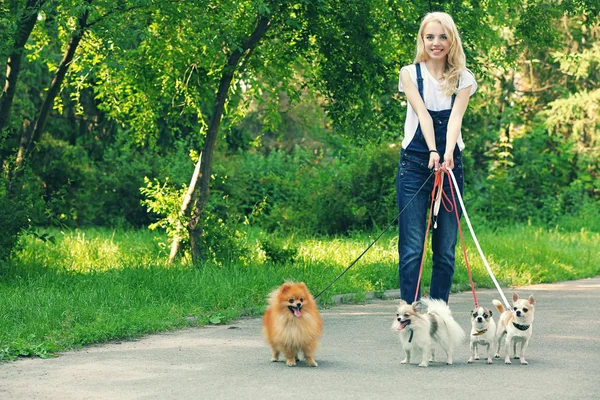 Woman walking dogs — Stock Photo, Image