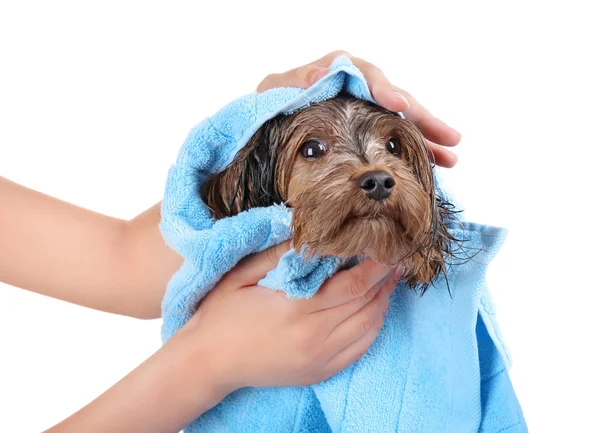 Frauchen trocknet ihren Hund mit Handtuch isoliert auf weiß — Stockfoto