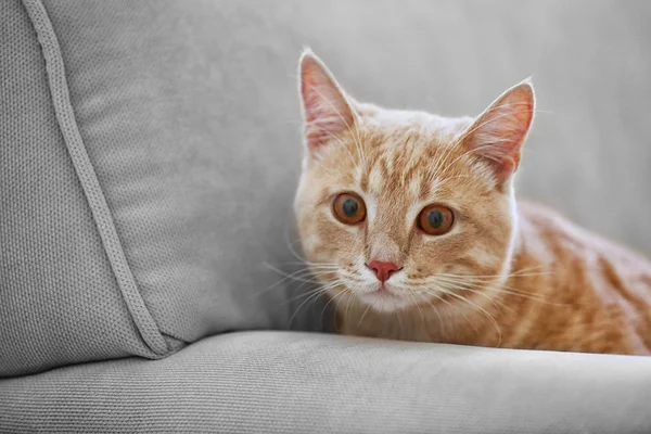 コーチにかわいい猫 — ストック写真