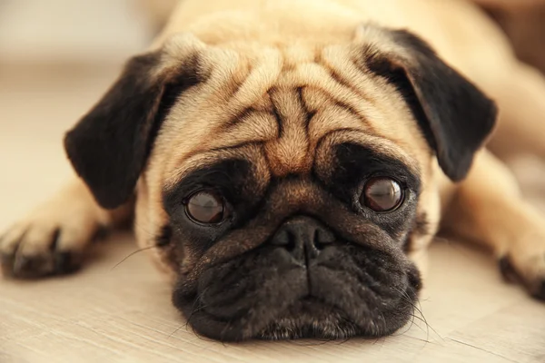 น่ารัก Pug สุนัข — ภาพถ่ายสต็อก