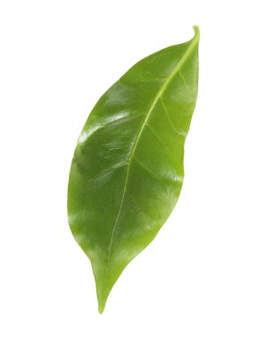 Yeşil kahve yaprak, üzerinde beyaz izole