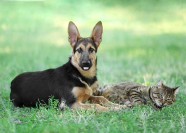 Şirin kedi ve köpek 