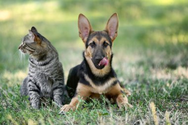 Şirin kedi ve köpek 