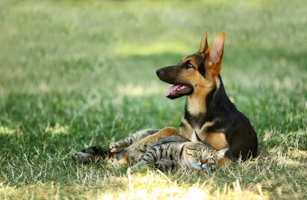 Niedlichen Hund und Katze — Stockfoto