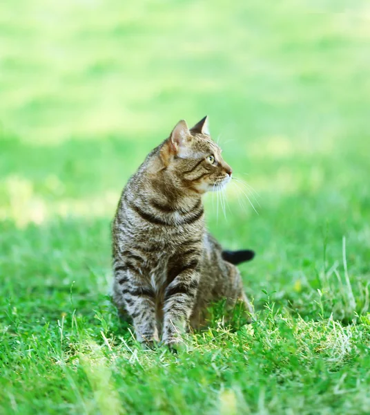 Cute cat on green grass — Stock Photo, Image