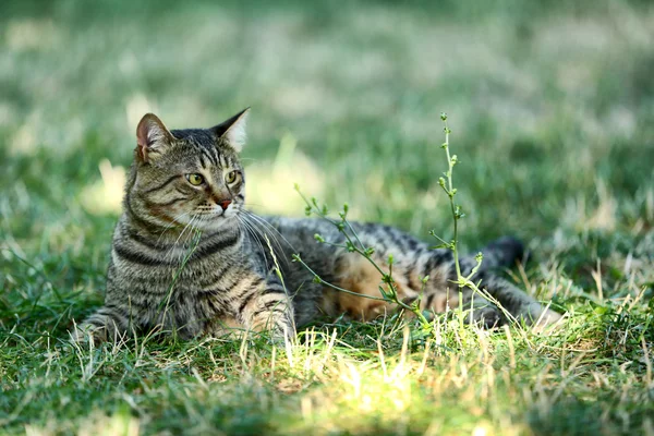 Carino gatto su erba verde — Foto Stock