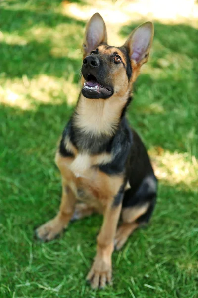 Schäferhund auf grünem Gras — Stockfoto