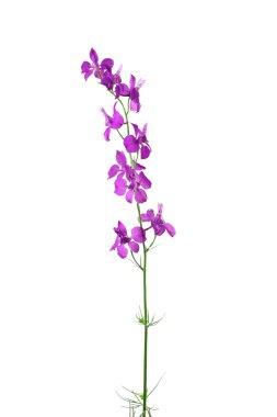 izole mor delphinium çiçek