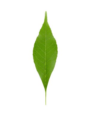 İzole yeşil yaprak 
