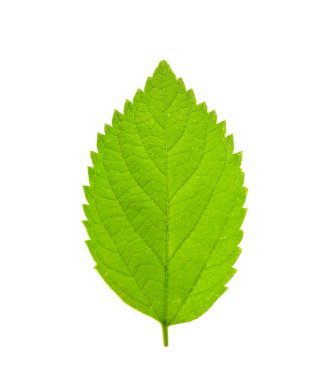 Beyaz yaprak yeşil