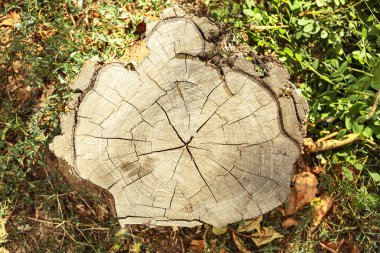 Ağaç gövdesi kesiti 
