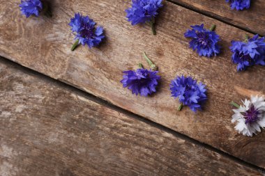 Dağınık Bluett çiçekler 