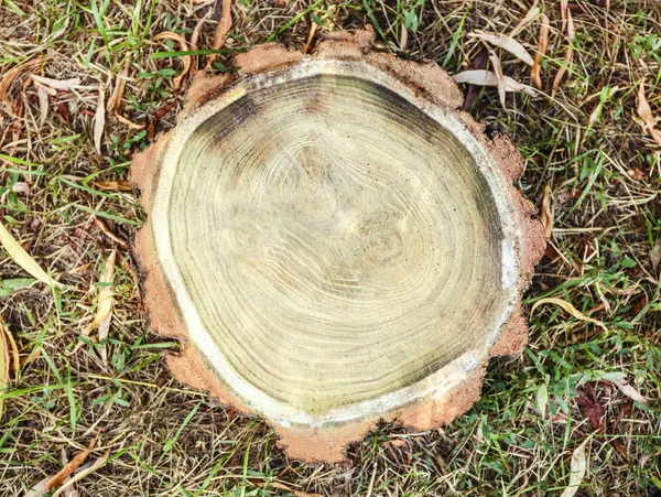 Sección transversal del tronco — Foto de Stock