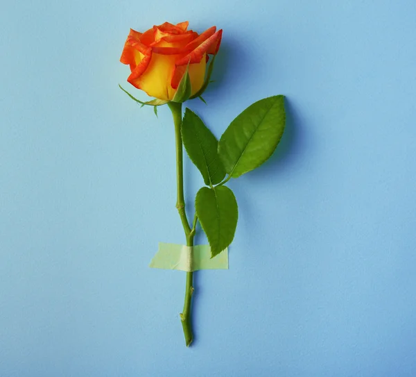 Hermosa rosa brillante en el fondo — Foto de Stock