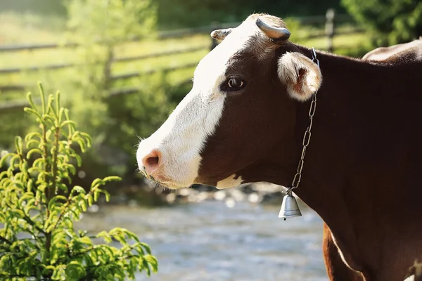 Una vaca en el sendero cerca del estanque —  Fotos de Stock
