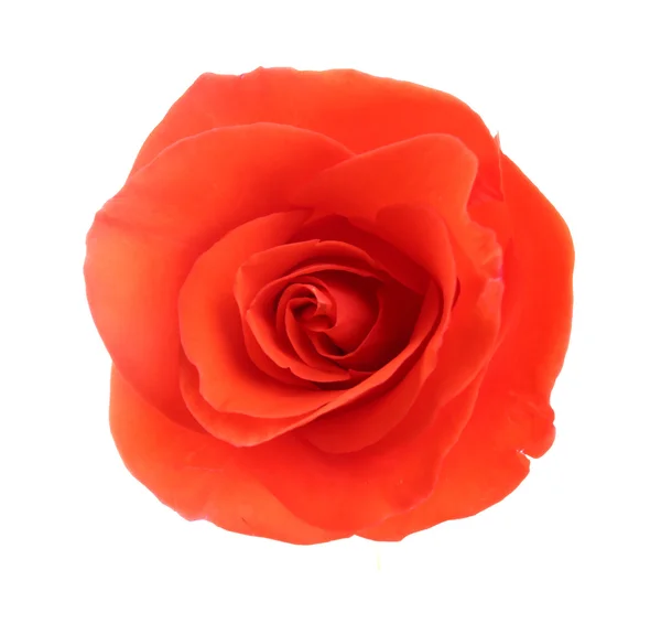 分離された美しい薔薇の蕾 — ストック写真