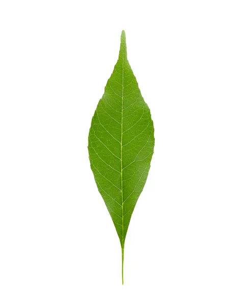 Πράσινο φύλλο, απομονωμένο — Φωτογραφία Αρχείου
