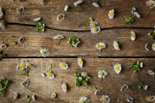 Chamomile flowers scattered