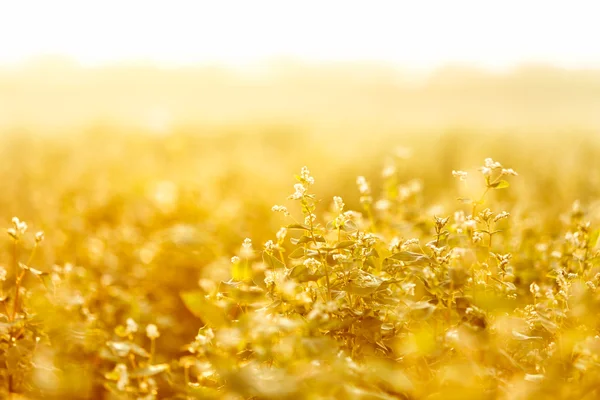 Feld mit Blumen im Sommer — Stockfoto