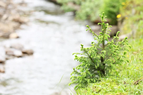 little fir tree and river