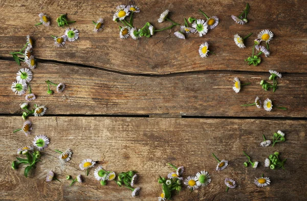 Cadre en fleurs de camomille — Photo