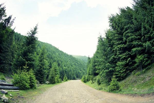 Дорога в гірському лісі — стокове фото