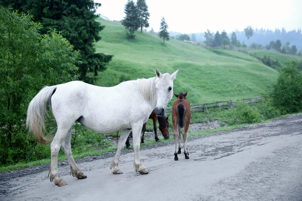 horses walking on mountain road