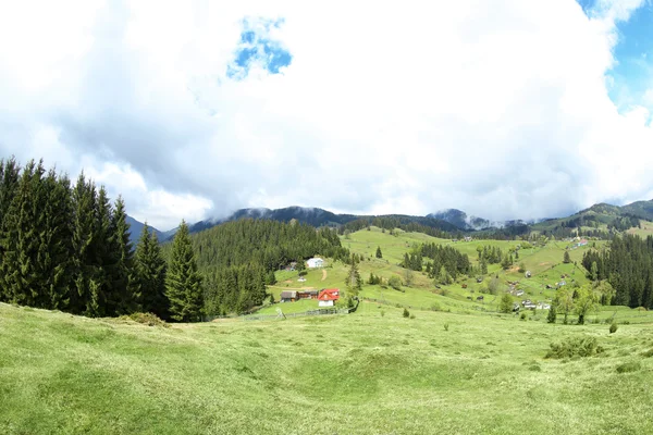 Forest green hills w górach — Zdjęcie stockowe