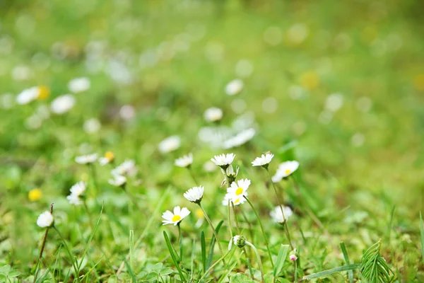 Hermoso prado de flores silvestres — Foto de Stock