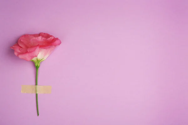 Schöne rosa Eustoma — Stockfoto