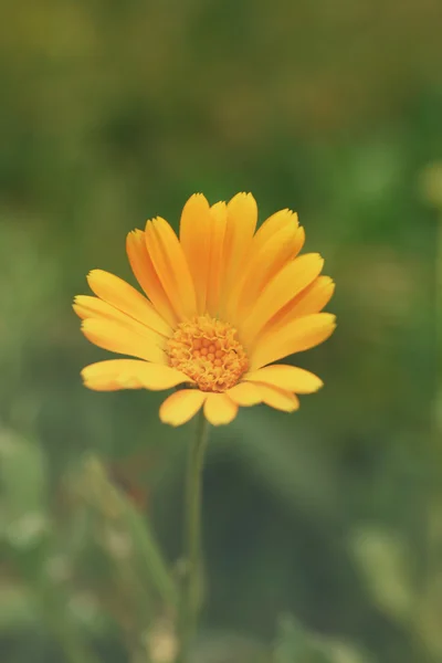 Üzerinde sarı kır çiçeği bulanık — Stok fotoğraf