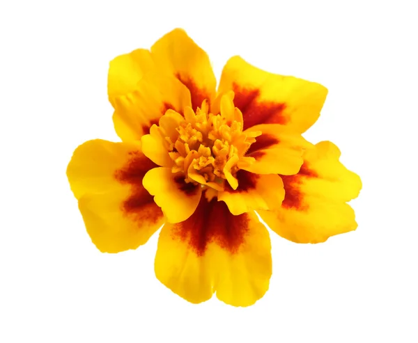 Beautiful yellow flower isolated — Stock Photo, Image