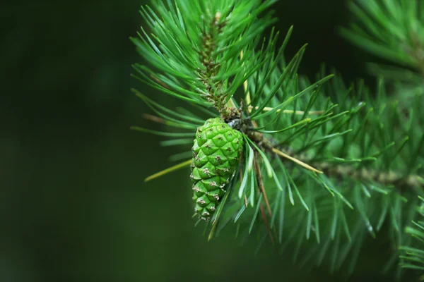 Novo cone de pinho verde no ramo — Fotografia de Stock