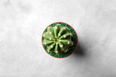 tencerede küçük kaktüs 