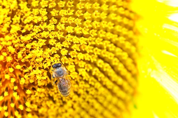 Honeybee collecting pollen — Stock Photo, Image