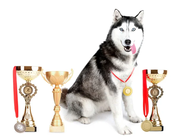 Bonito husky bonito com copos de troféu e medalhas — Fotografia de Stock