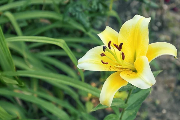 Vacker blomma i trädgården — Stockfoto