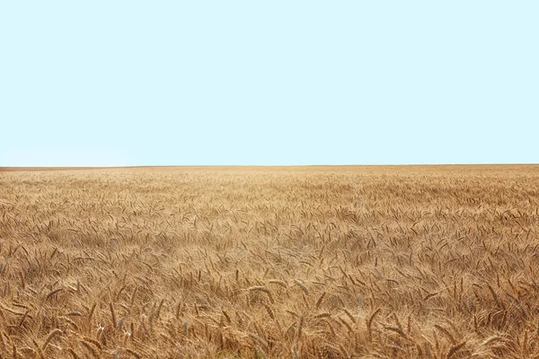 Vackert vetefält — Stockfoto