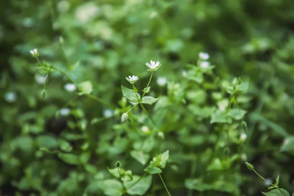 Tiny wildflowers in forest — Stock Photo, Image