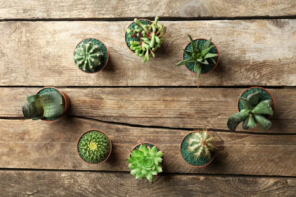 Kaktüsler ve succulents tencere yapılmış Elips — Stok fotoğraf