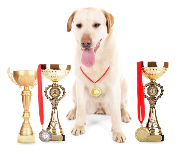 Adorável Labrador com taças de troféu e medalhas — Fotografia de Stock