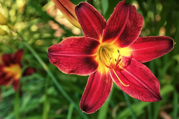 Vacker blomma i trädgården — Stockfoto