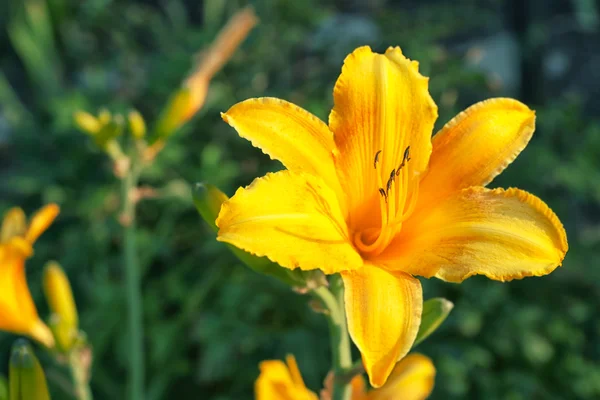 Vacker blomma i trädgården — Stockfoto