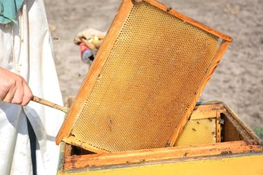 Adam tutarak çerçeve ile petek