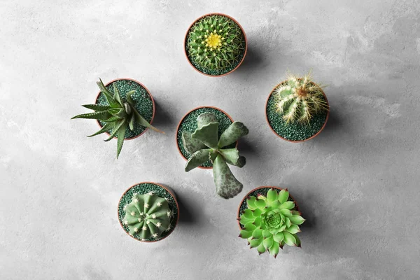 Cactus y suculentas en macetas —  Fotos de Stock