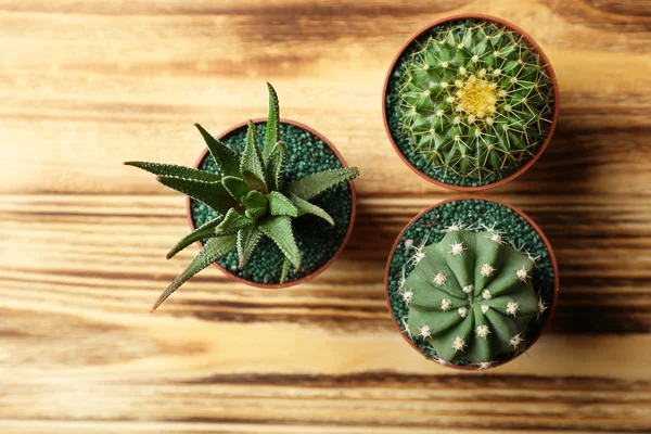 Pequeños cactus y suculentos en macetas —  Fotos de Stock